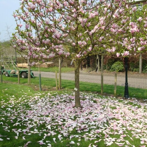 Magnolia 'Heaven scent'